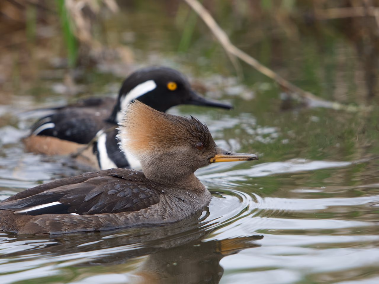 Hooded Merganser Study I