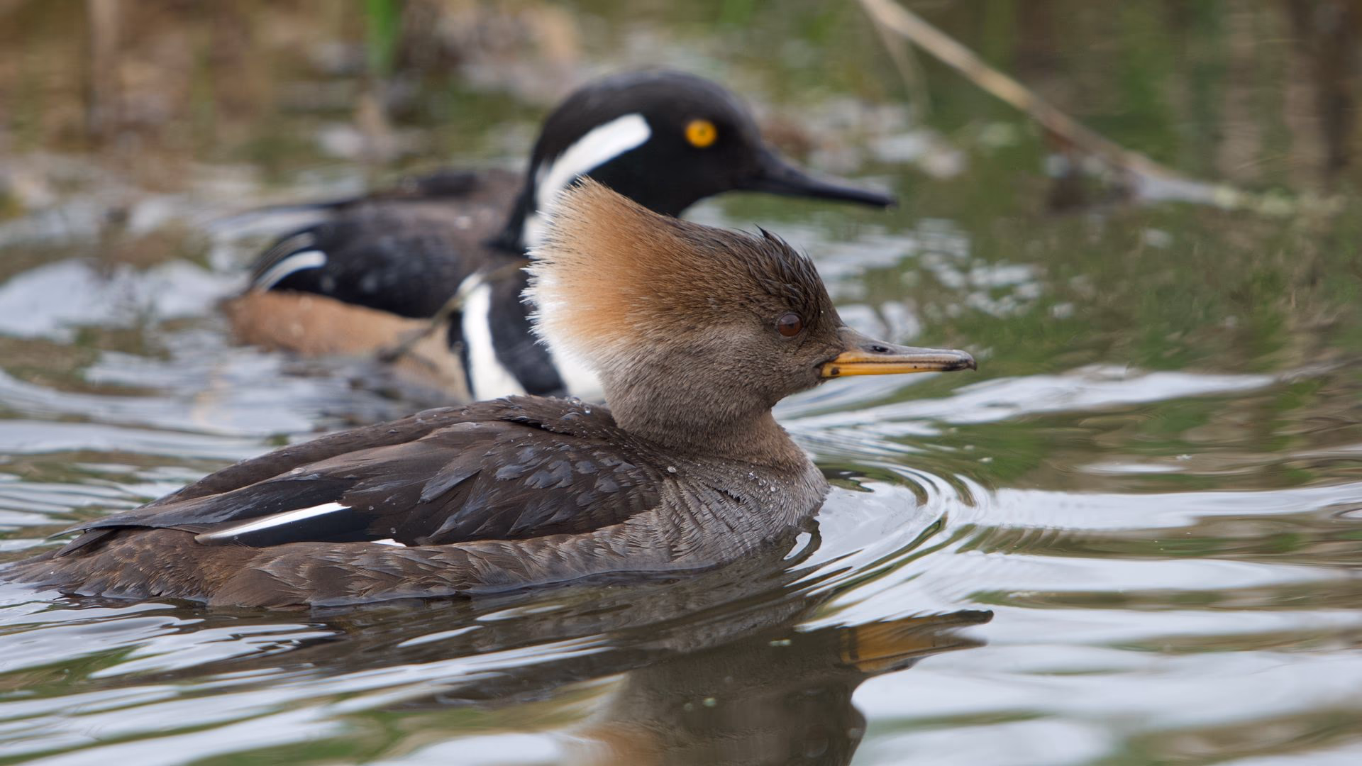 Hooded Merganser Study II